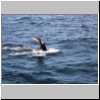 whaledive.jpg